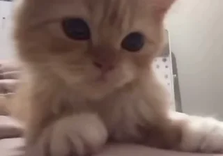🐱 emoji my — @stckrRobot Telegram sticker 10 of 108
