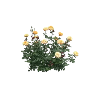 🌻 emoji My home2 — @stckrRobot Telegram sticker 22 of 114