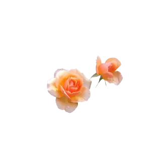 🌹 emoji My home2 — @stckrRobot Telegram sticker 19 of 114