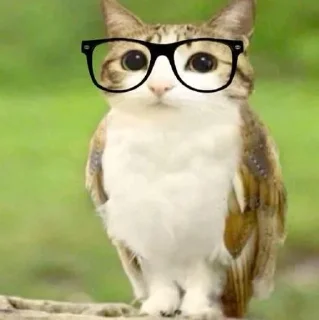 Sticker from Meowl  @Meowl_meowmeow