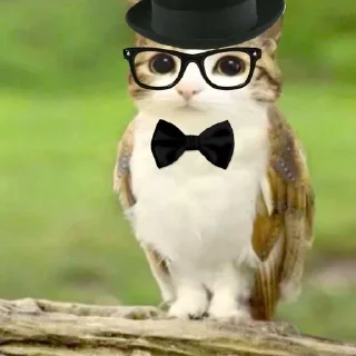 Sticker from Meowl  @Meowl_meowmeow