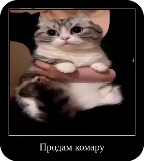 Sticker from Коты