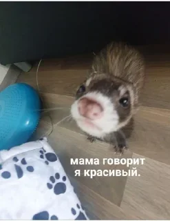 Sticker from Что это?