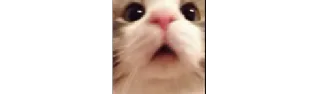 🌟 emoji Katzen und Kater Telegram sticker 16 of 16