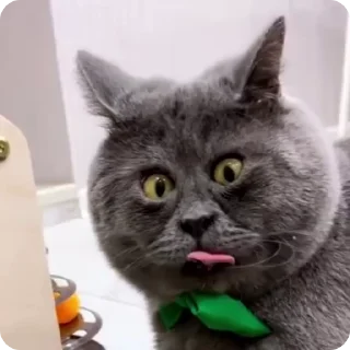 Sticker from FunnyCats