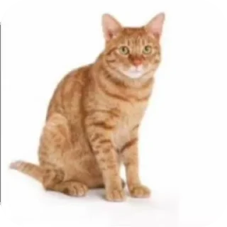 🗿 emoji Katzen und Kater Telegram sticker 10 of 16