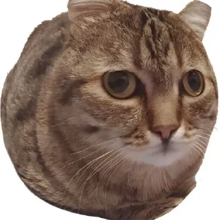 😶 emoji Katzen und Kater Telegram sticker 8 of 16
