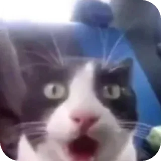 😧 emoji Katzen und Kater Telegram sticker 7 of 16
