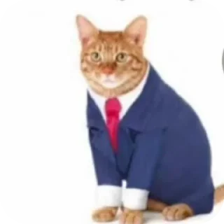 🗿 emoji Katzen und Kater Telegram sticker 11 of 16