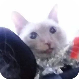 🫥 emoji Katzen und Kater Telegram sticker 15 of 16
