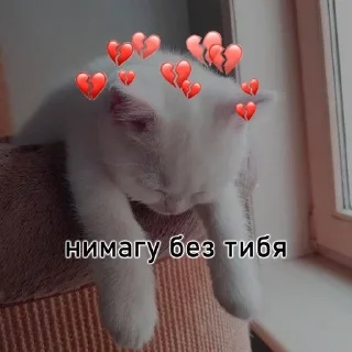 Sticker from Мяу💕