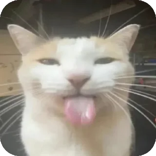 😝 emoji Katzen und Kater Telegram sticker 5 of 16