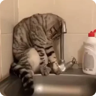 Sticker from FunnyCats