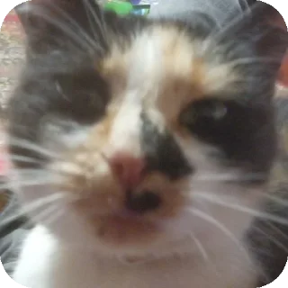 Katzen und Kater sticker 1