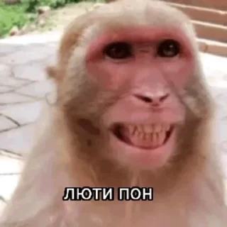 🐵 emoji Одил топчик Telegram sticker 8 of 10