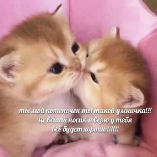 kittenlove💗 sticker 4