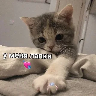 💘 emoji kittenlove💗 Telegram sticker 17 of 26