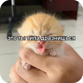 🤲 emoji Котеке Telegram sticker 19 of 45
