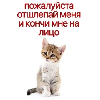 😊 emoji kittenlove💗 Telegram sticker 23 of 26