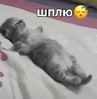 😴 emoji kittenlove💗 Telegram sticker 9 of 26