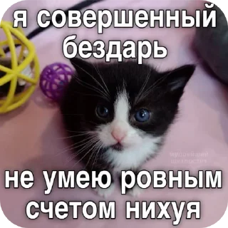 🐱 emoji Котеке Telegram sticker 13 of 45