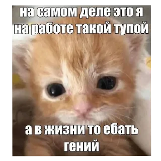 🖼 emoji Котеке Telegram sticker 21 of 45