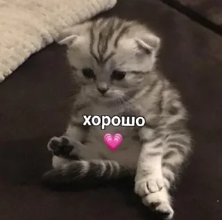 💗 emoji kittenlove💗 Telegram sticker 13 of 26