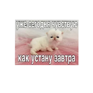🐱 emoji Котеке Telegram sticker 24 of 45