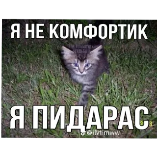 🐱 emoji Котеке Telegram sticker 20 of 45