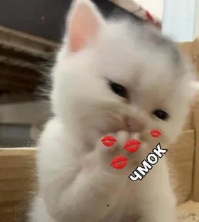 💋 emoji kittenlove💗 Telegram sticker 16 of 26