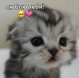 💗 emoji kittenlove💗 Telegram sticker 20 of 26