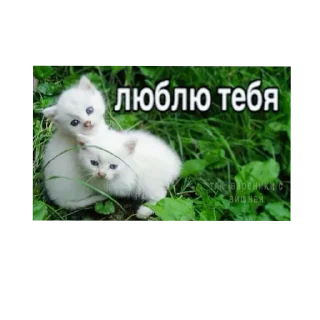 🐱 emoji Котеке Telegram sticker 23 of 45
