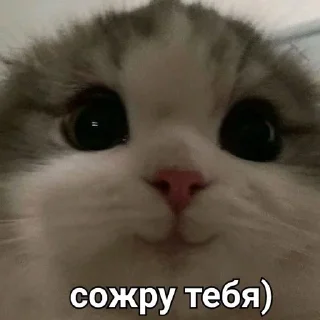 ☺️ emoji kittenlove💗 Telegram sticker 19 of 26