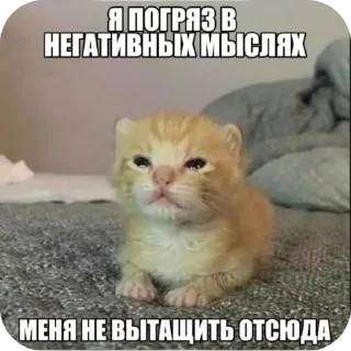 🐱 emoji Котеке Telegram sticker 12 of 45