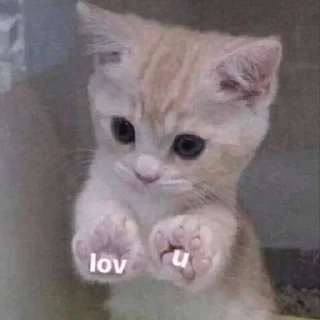 💗 emoji kittenlove💗 Telegram sticker 10 of 26