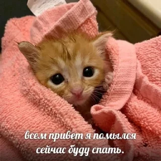 💘 emoji kittenlove💗 Telegram sticker 11 of 26