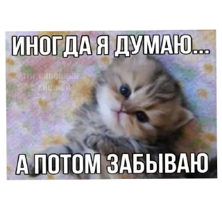 😢 emoji Котеке Telegram sticker 22 of 45