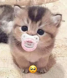 🥺 emoji kittenlove💗 Telegram sticker 21 of 26