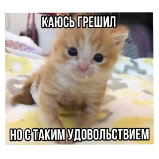 🐱 emoji Котеке Telegram sticker 17 of 45