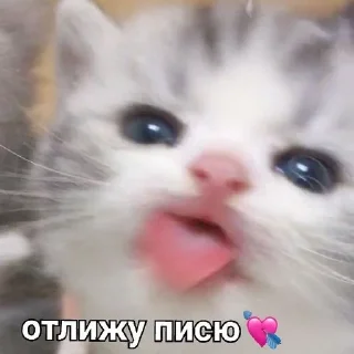 😋 emoji kittenlove💗 Telegram sticker 18 of 26