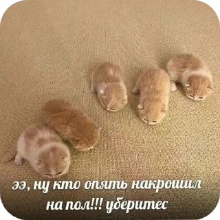 🤬 emoji Котеке Telegram sticker 18 of 45