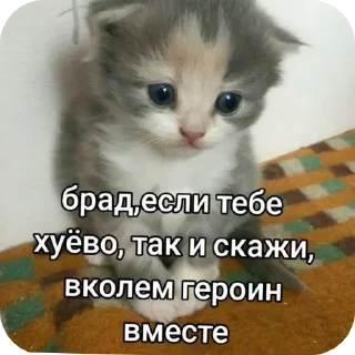 🐱 emoji Котеке Telegram sticker 7 of 45