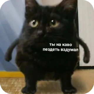 🐱 emoji Котеке Telegram sticker 9 of 45