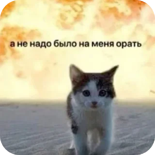 🐱 emoji Котеке Telegram sticker 15 of 45