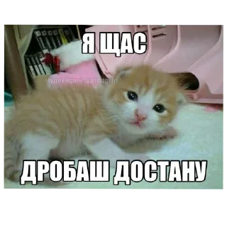 🐱 emoji Котеке Telegram sticker 16 of 45