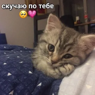 🥺 emoji kittenlove💗 Telegram sticker 12 of 26