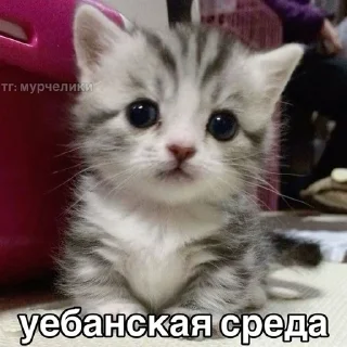 Sticker from убийственные котята