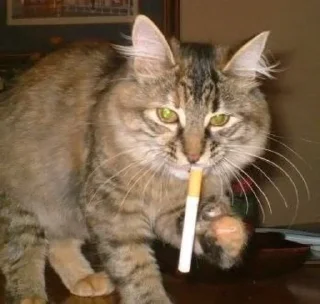 Sticker from Котики на все случаи жизни