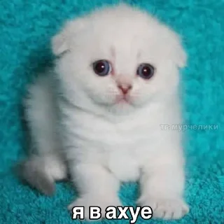 Sticker from убийственные котята