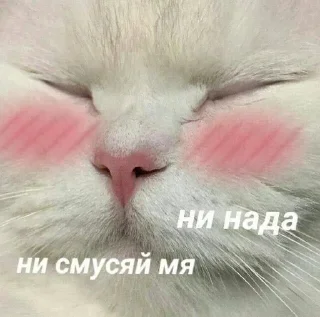 Love Cats sticker 3